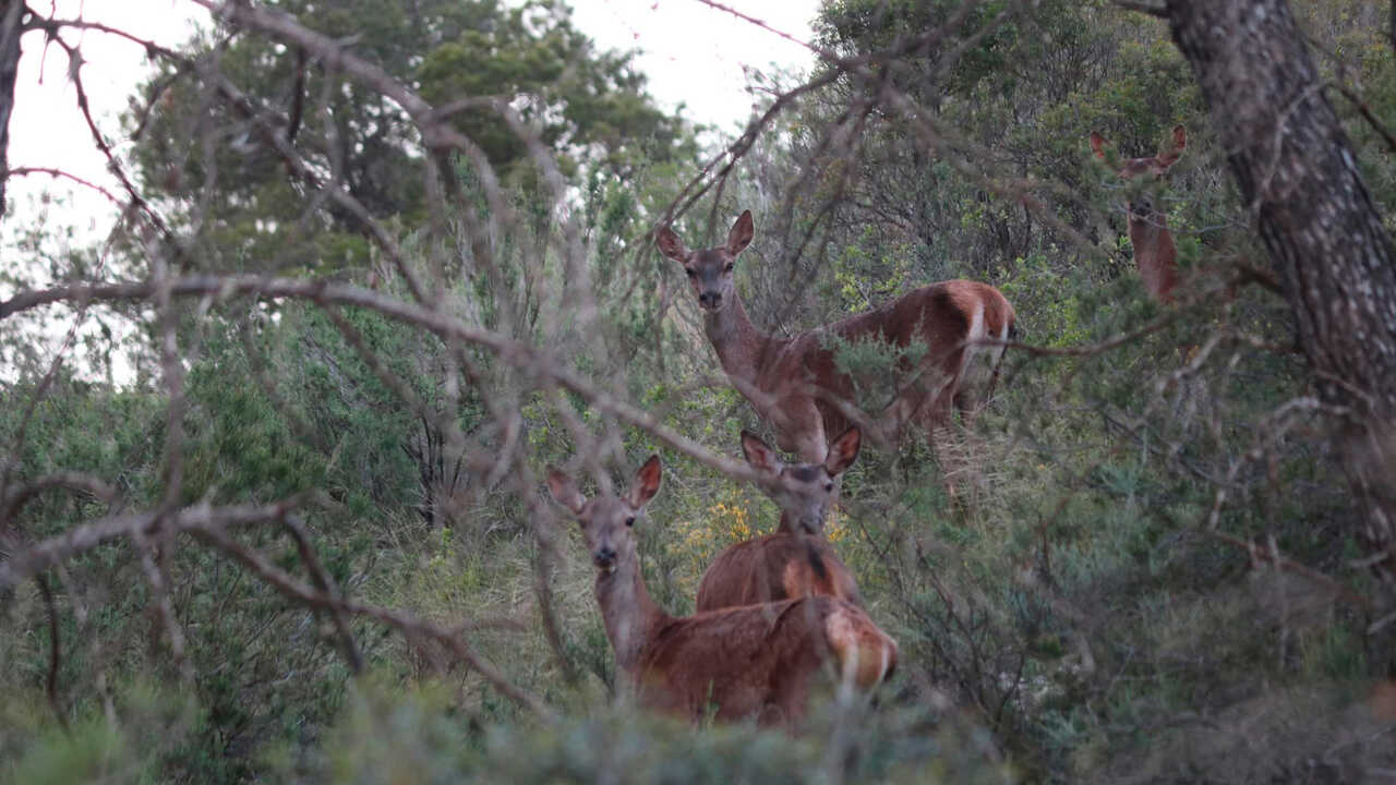 Fraga Restricts Vehicle Access to the Countryside During Deer Rutting Season