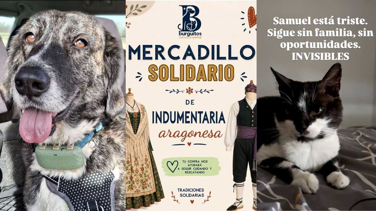 The Zaragoza Market Where You Can Complete Your Traditional Pilar Outfit and Help Save Animals