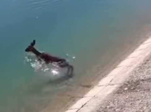 Guardia Civil officer strips down to dive into Los Monegros canal and rescue fawn