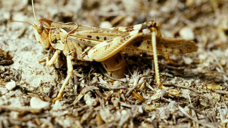 Plow Now to Prevent Spring Infestation: Aragón Warns Against Locusts