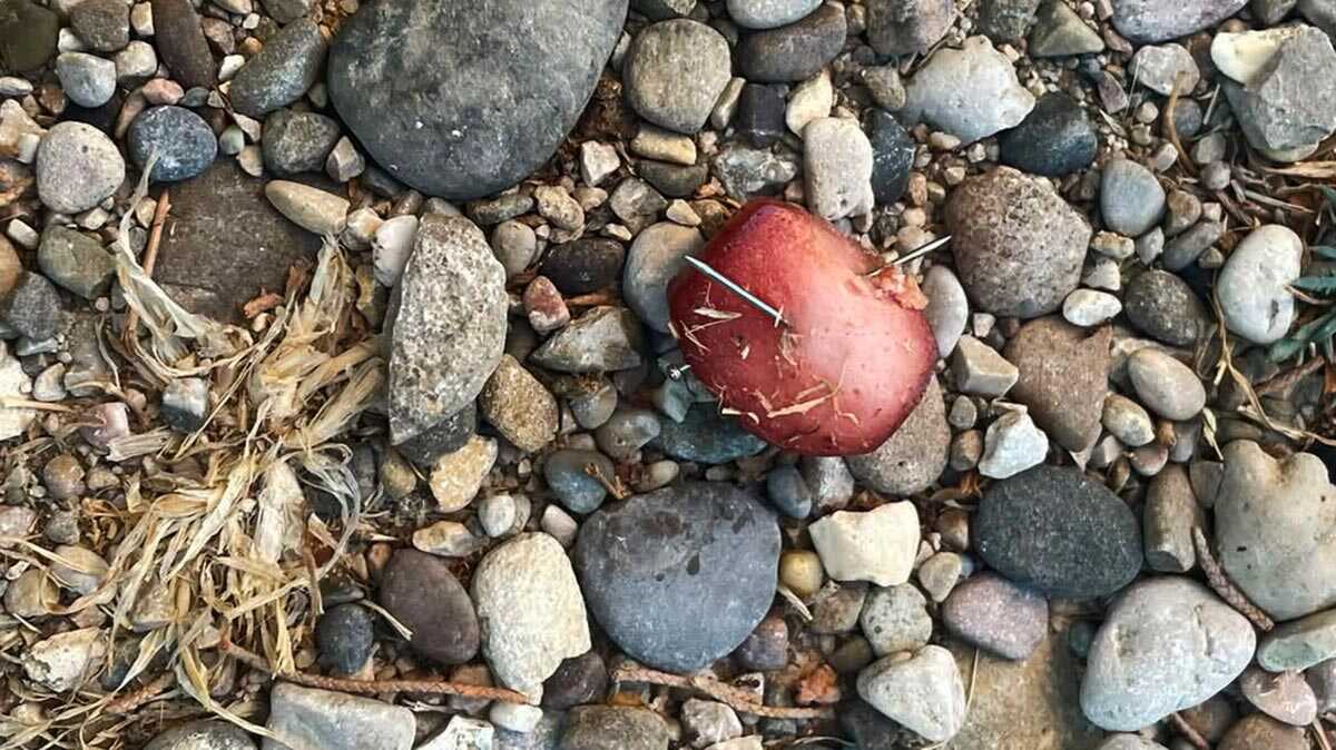 Alarm in La Jota: Food stuffed with nails found in apparent attempt to harm neighborhood dogs