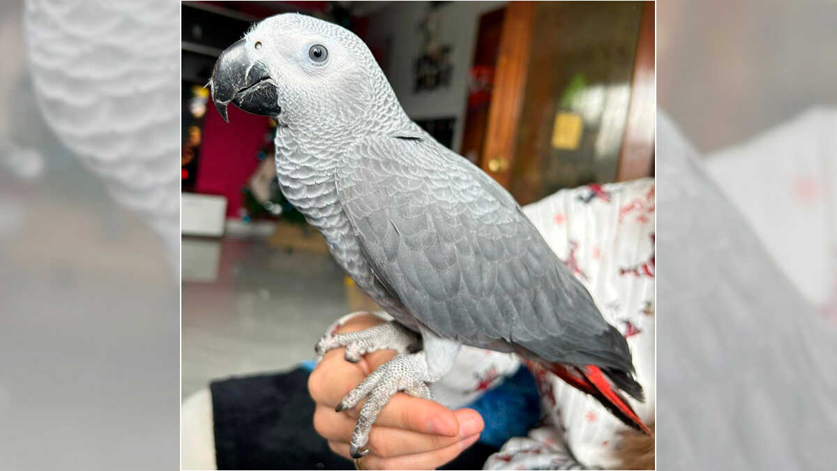 Family searches for Rosita the parrot in La Jota as owner asks for help: "Stretch out your arm and say her name, and she'll come to you"