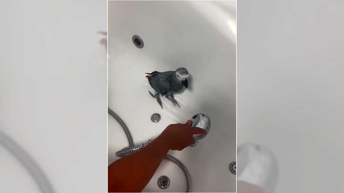 Happy ending in La Jota: Lost parrot Rosita found after search is shared