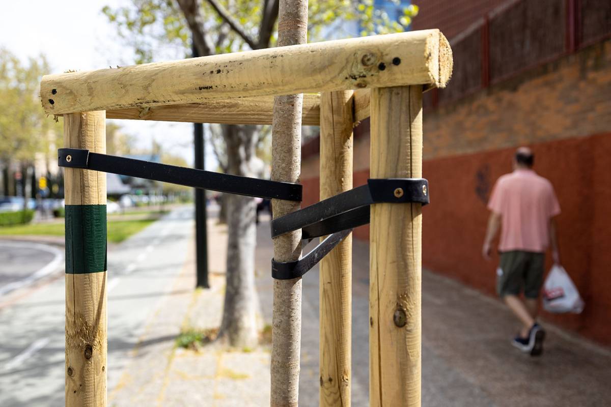 Environmentalists to Tour Zaragoza in Search of Empty Tree Pits, Dead Trees and Poor Pruning