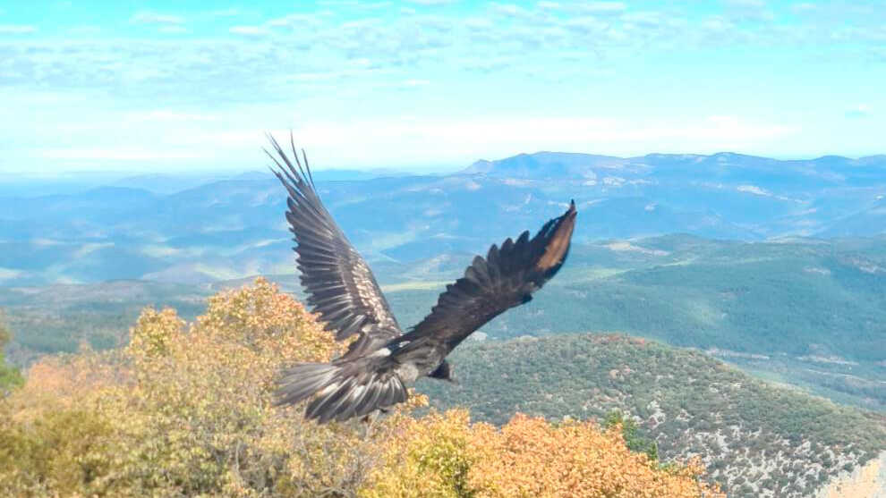 Happy ending for Esco: rescued bearded vulture in Zaragoza returns to the wild