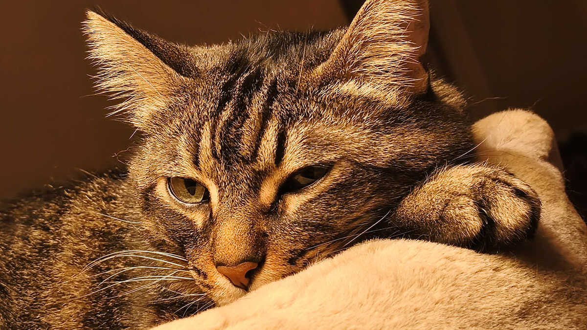 Pet records come to mobile as Salud Informa adds animal documentation