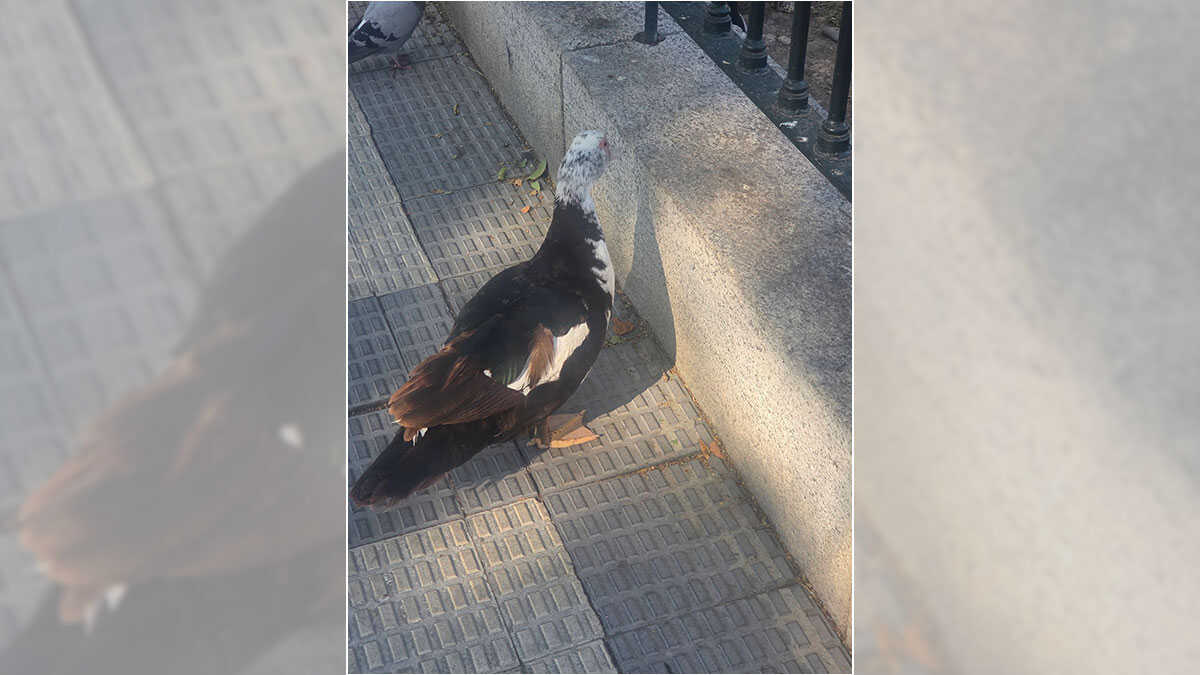 Torrero residents complain about people feeding Canal ducks and possible rat infestation
