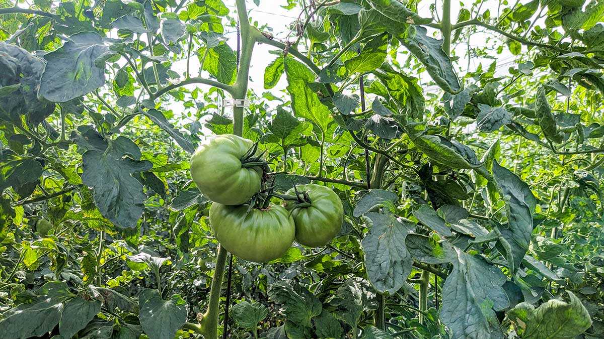 “They’re not screws, they’re plants”: Heat cuts Barbastro pink tomato production by up to 30%