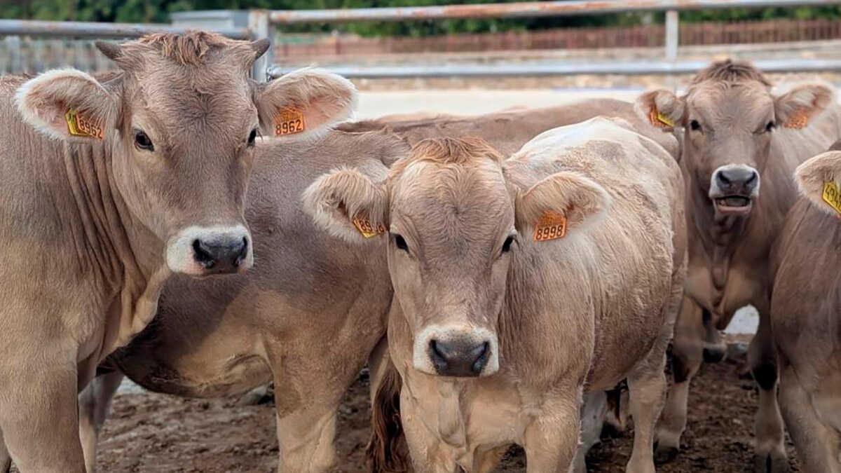 BoviTECH to showcase advances in improving beef cattle management at Cedrillas Fair