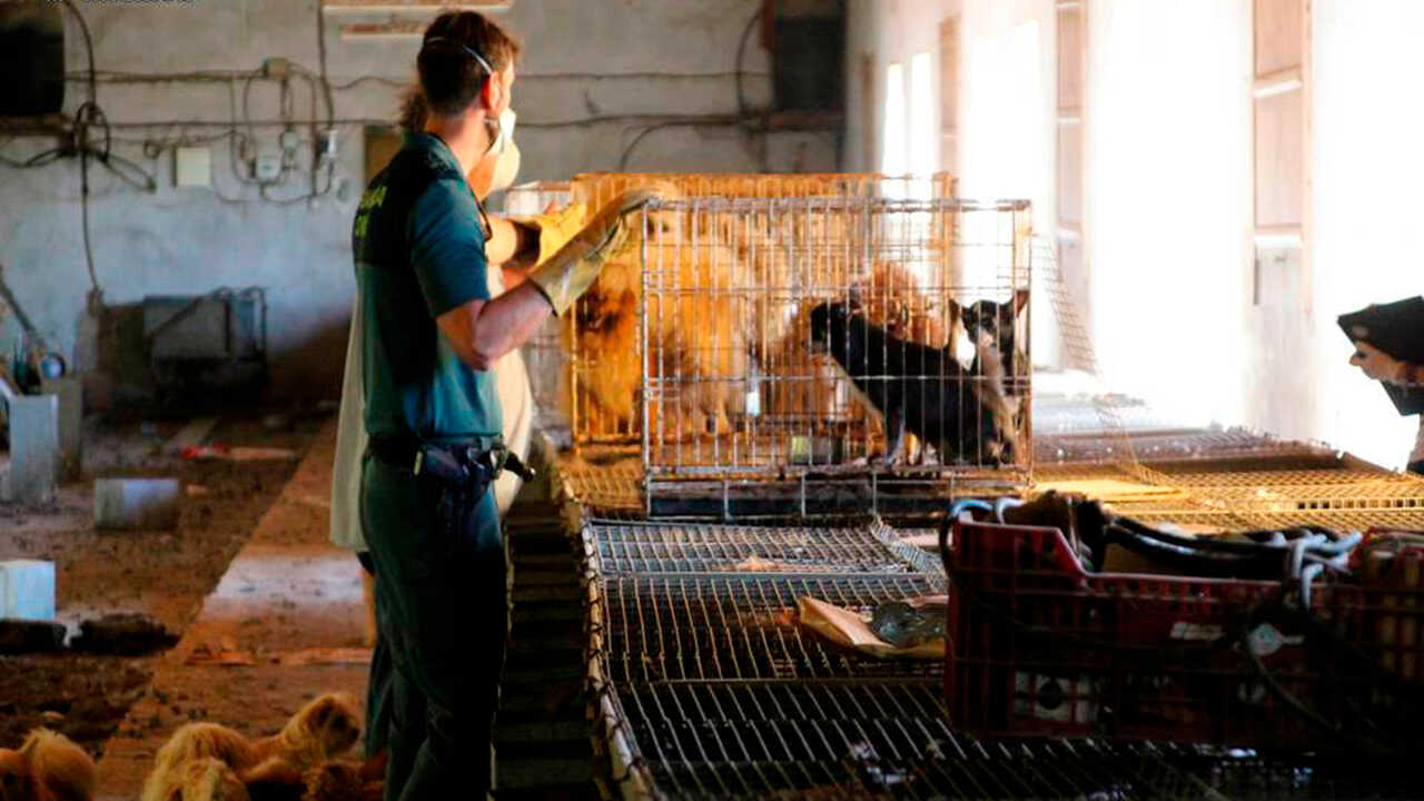 Dogs Are Responsible for 99% of Rabies Cases Transmitted to Humans
