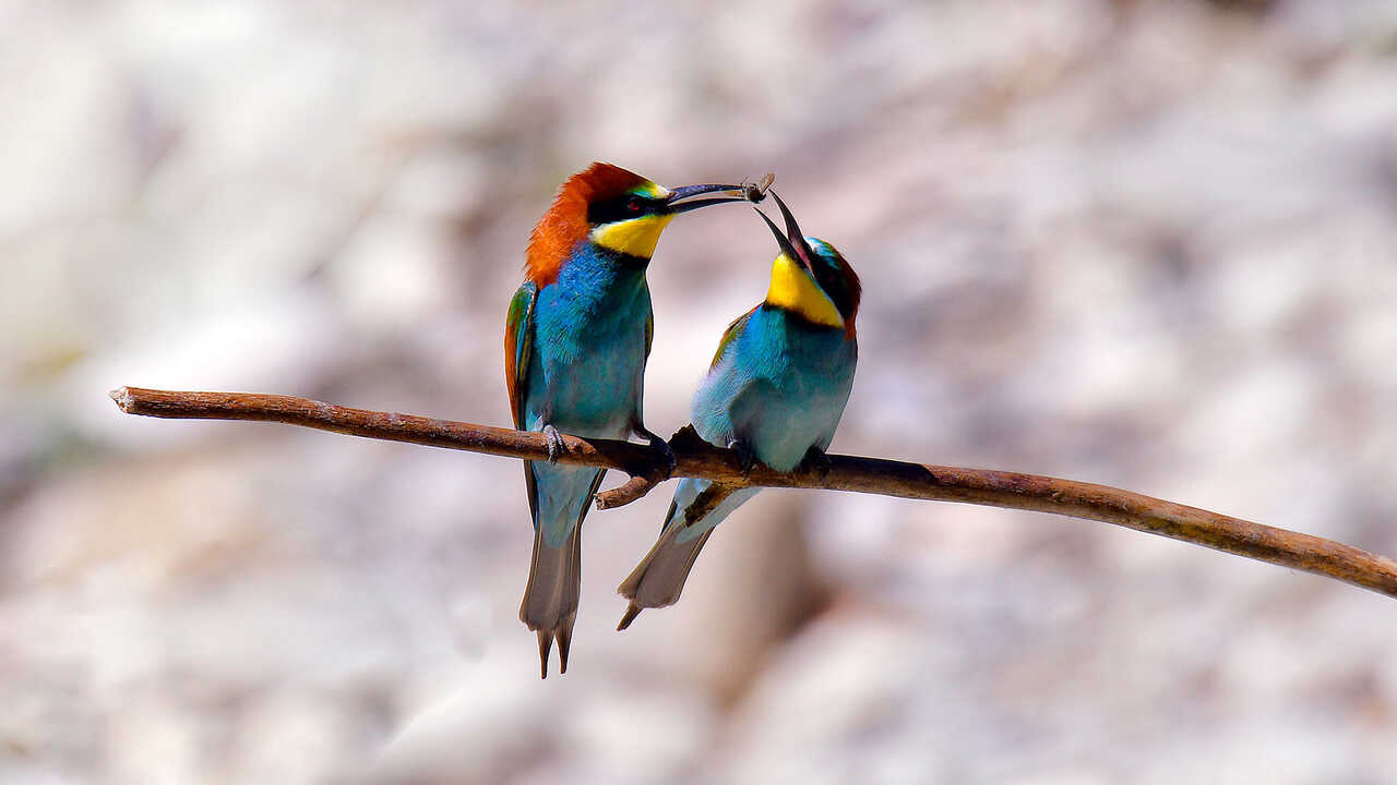 The Perfect Plan for Nature Lovers: Aragón Celebrates Bird Day