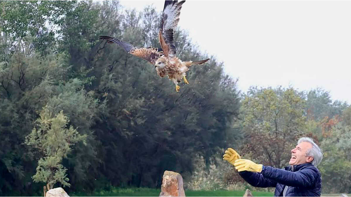 Aragon releases nine red kites at La Alfranca to continue recovering an endangered species