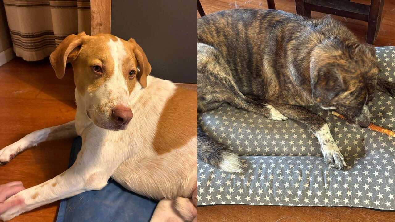 Rasmia and Rolde: The Story of Two Dogs from Zaragoza Captivating Social Media