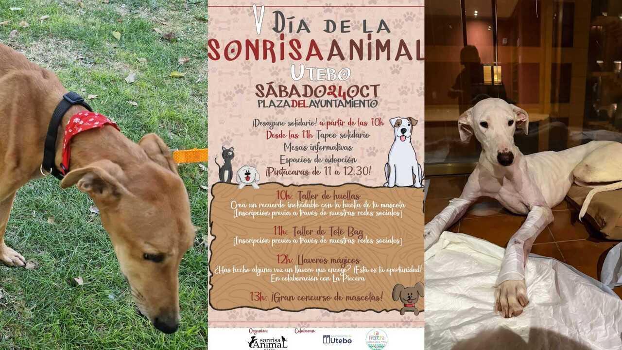 Workshops, Face Painting and Adoptions: the Solidarity Event Being Prepared in a Zaragoza Town