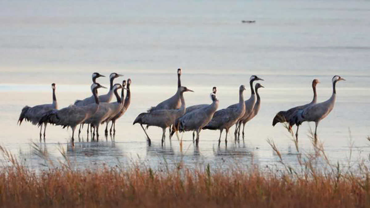 Thousands of Cranes Head to Aragon: The Natural Spectacle You Can Enjoy for Free This Autumn