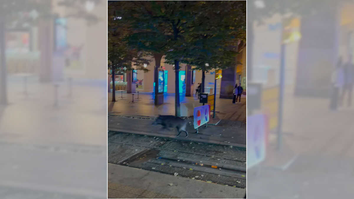 A Wild Boar Joins Zaragoza’s Pilar Festivities, Sparking Chases, Frights and Laughter Downtown