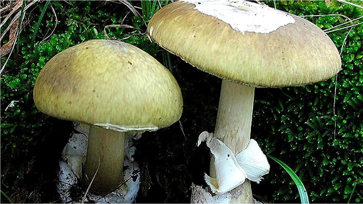 How to Tell if a Mushroom Is Poisonous: Tips for Safe Foraging