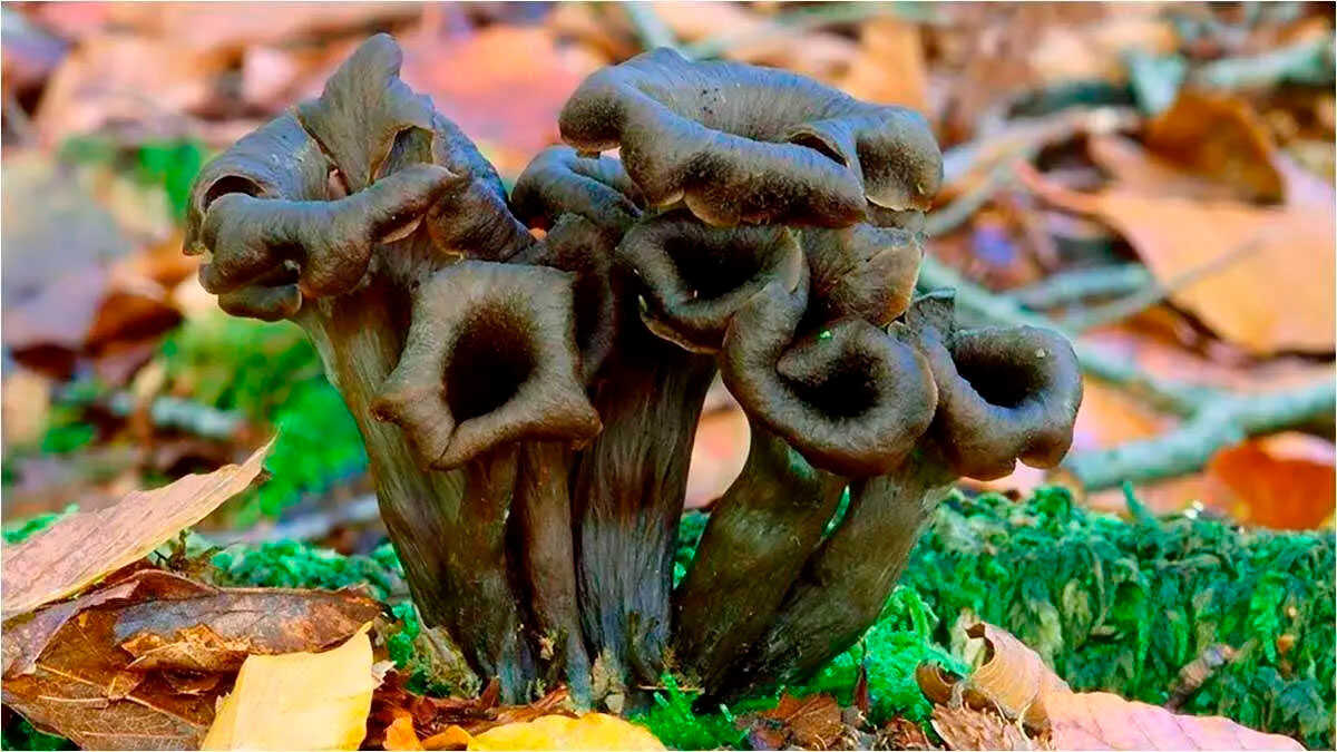 Where to Forage for Mushrooms in Zaragoza: The Four Top Spots