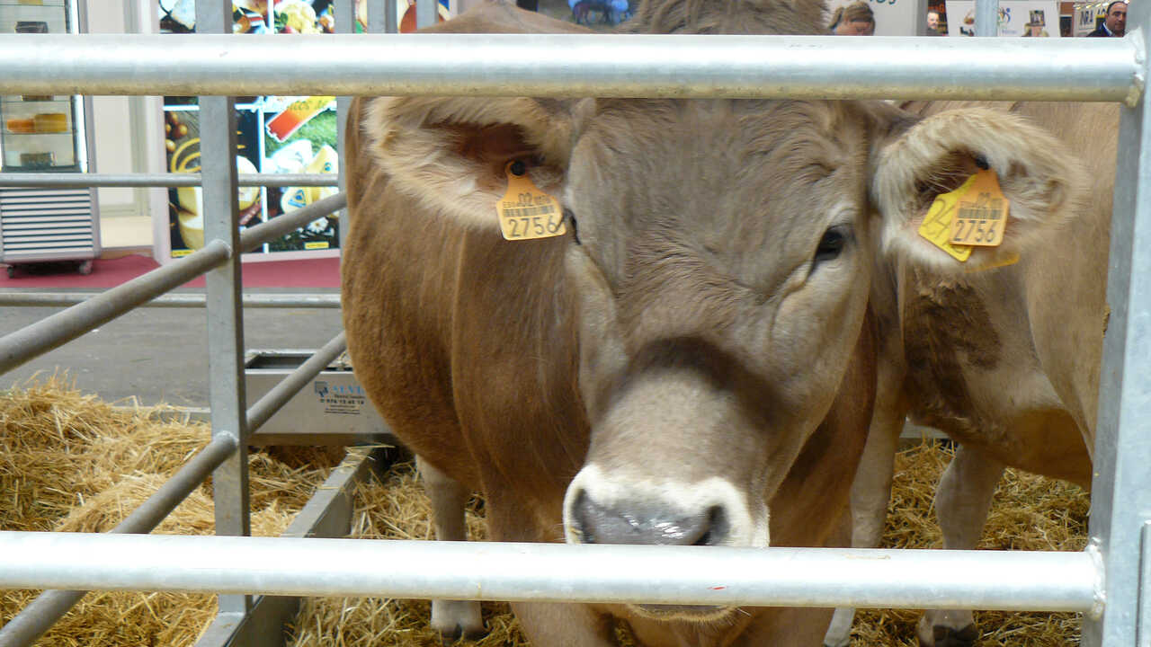More Trucks, Higher Costs: New EU Animal Transport Rules Alarm Livestock Farmers