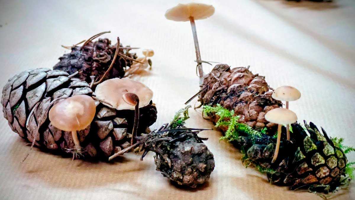 Mushroom season arrives in Cinco Villas as Mycology Days return with hikes, workshops and community meals