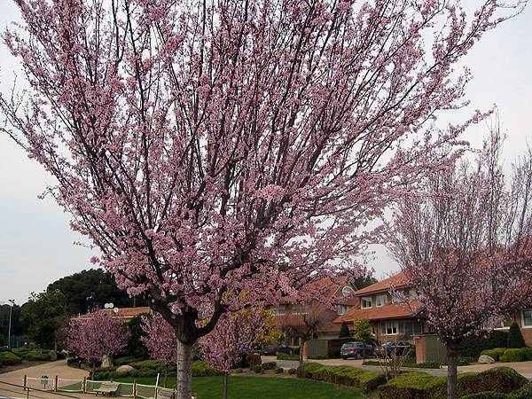 The Water Park Fills with Cherry Trees: Zaragoza Plants a Land Art-Inspired Forest in Ranillas
