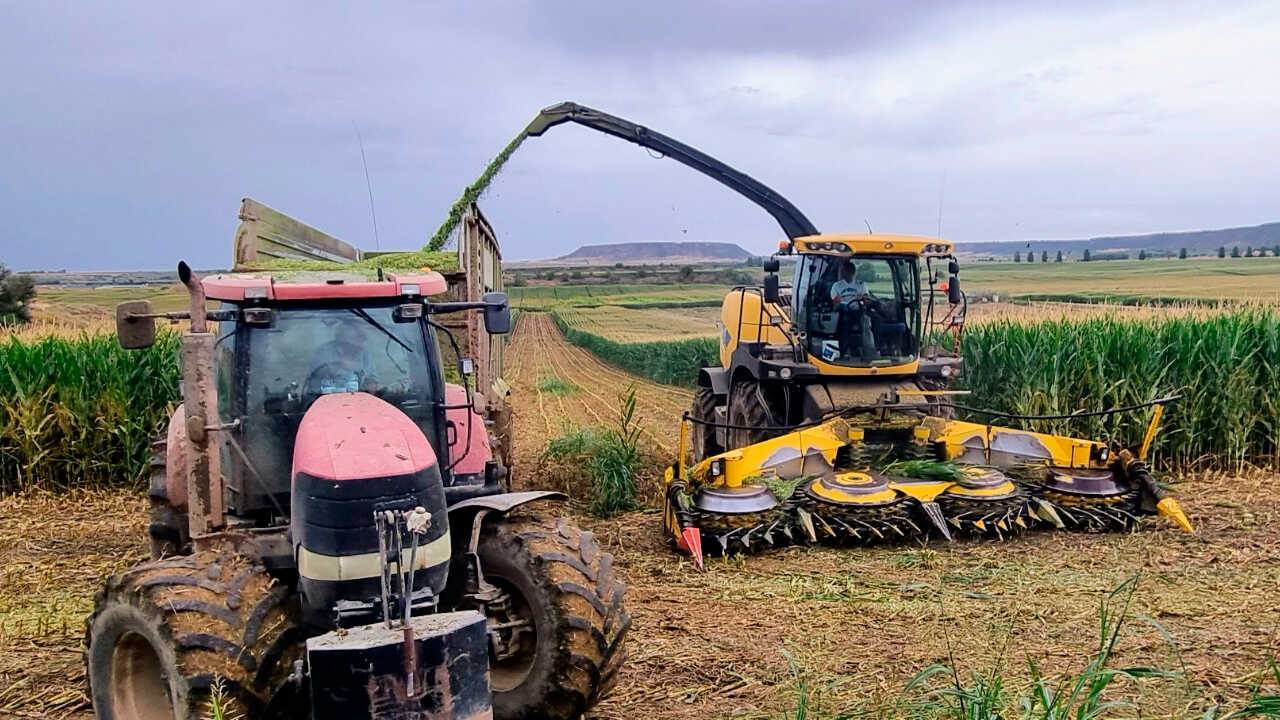 Asaja warns about the future of corn in Aragon: fewer hectares and lower profitability