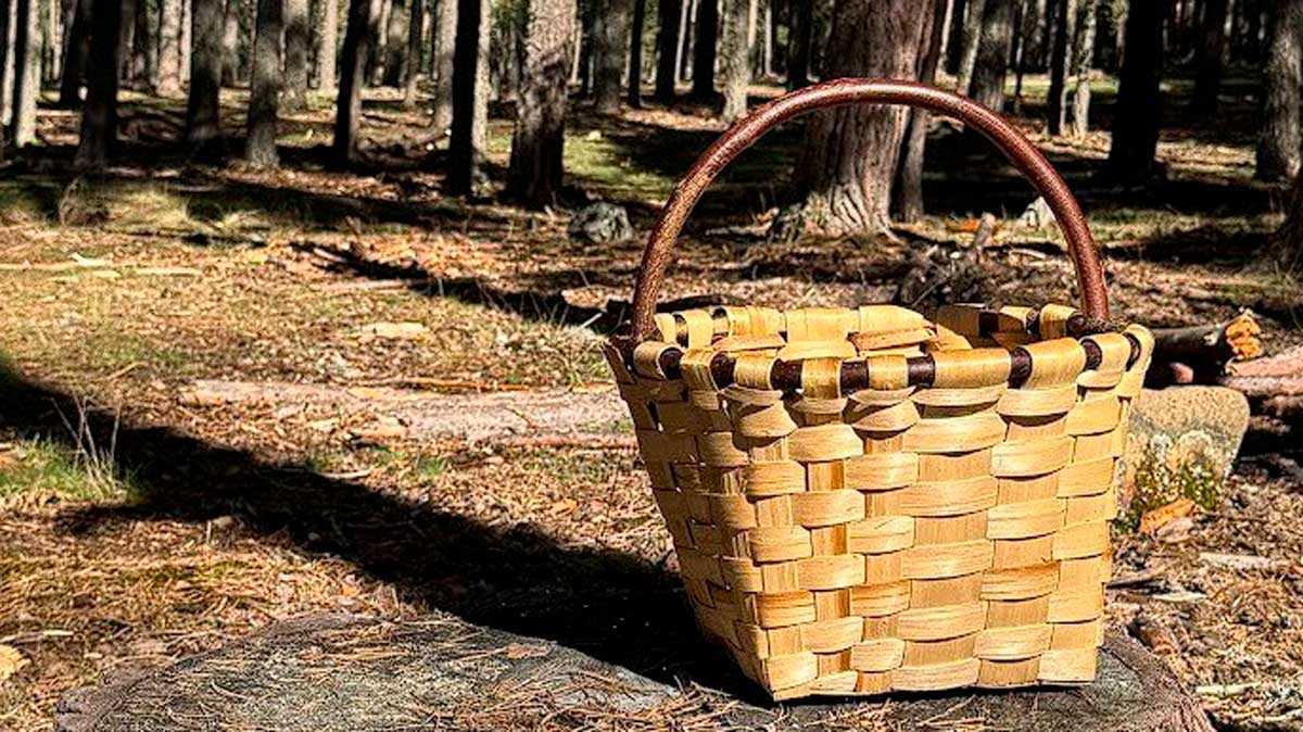 How Many Kilos of Mushrooms Can You Legally Pick in Aragon? Rules and Permits to Avoid Fines
