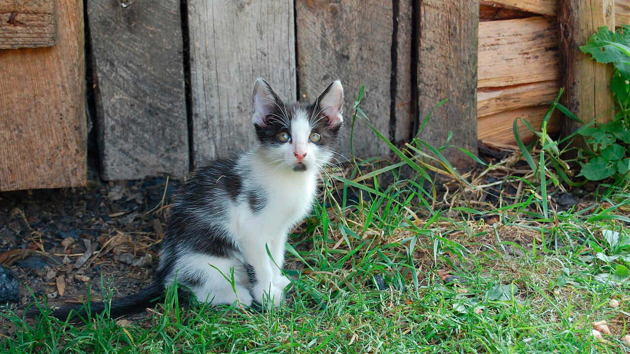 DPZ allocates €300,000 to Zaragoza towns to manage feral cat colonies