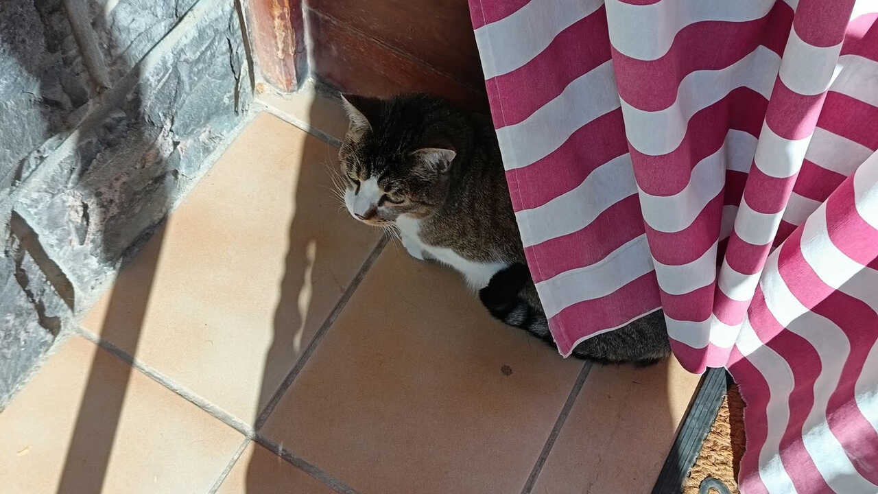Happy ending for Nano, the cat missing in Santa Isabel: "He's been found"