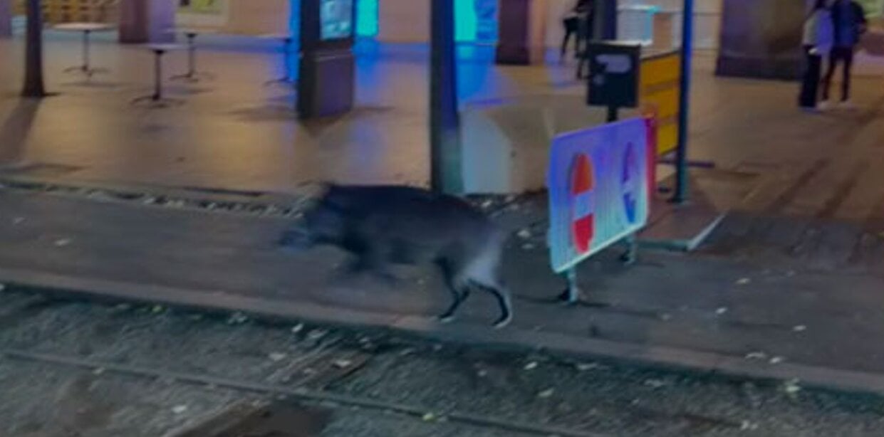 Aragonese Hunting Federation offers to help Zaragoza deal with wild boars in city streets