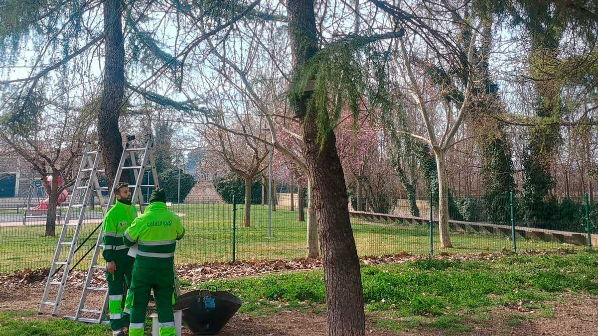 Zaragoza City Council puts out tender for treatment against pine processionary moth in schools and play areas